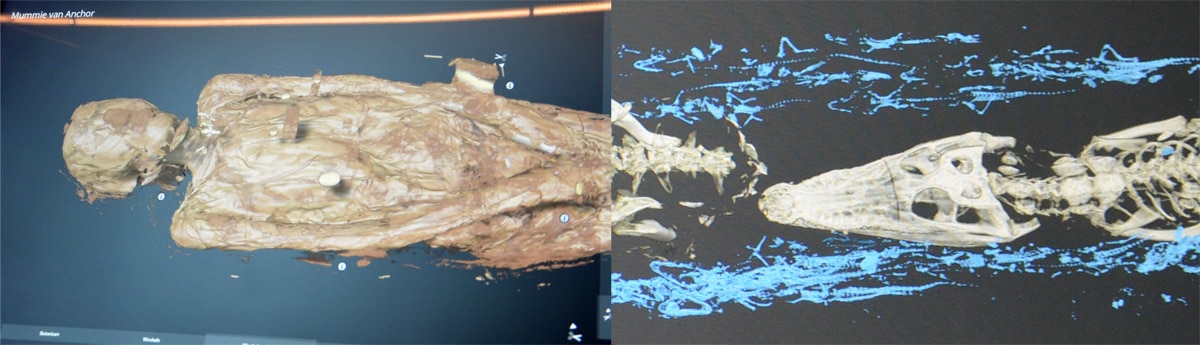Links: mummie van Anchor; rechts: babykrokodillen naast de grote krokodillen