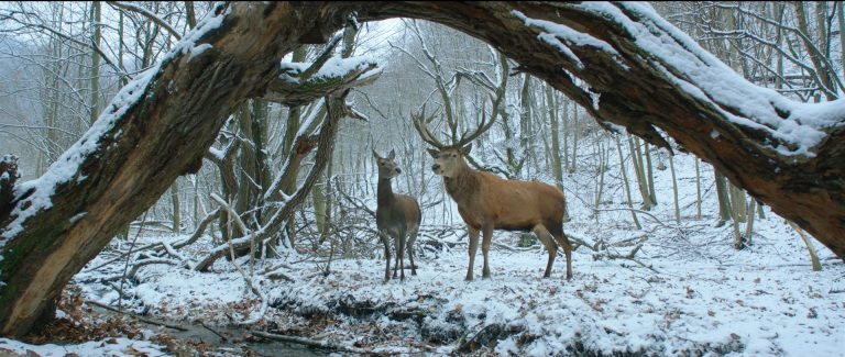 Those animals in two #Berlinale competition films, are they ourselves?